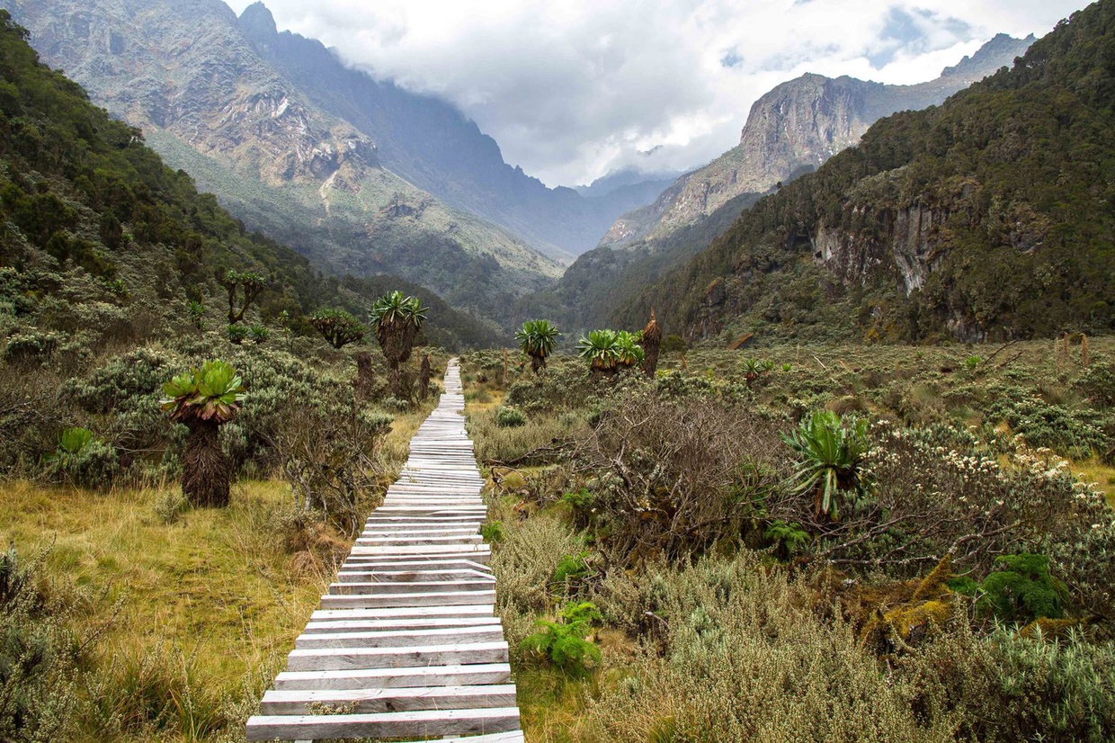 A trail through the Rwenzori mountain landscape