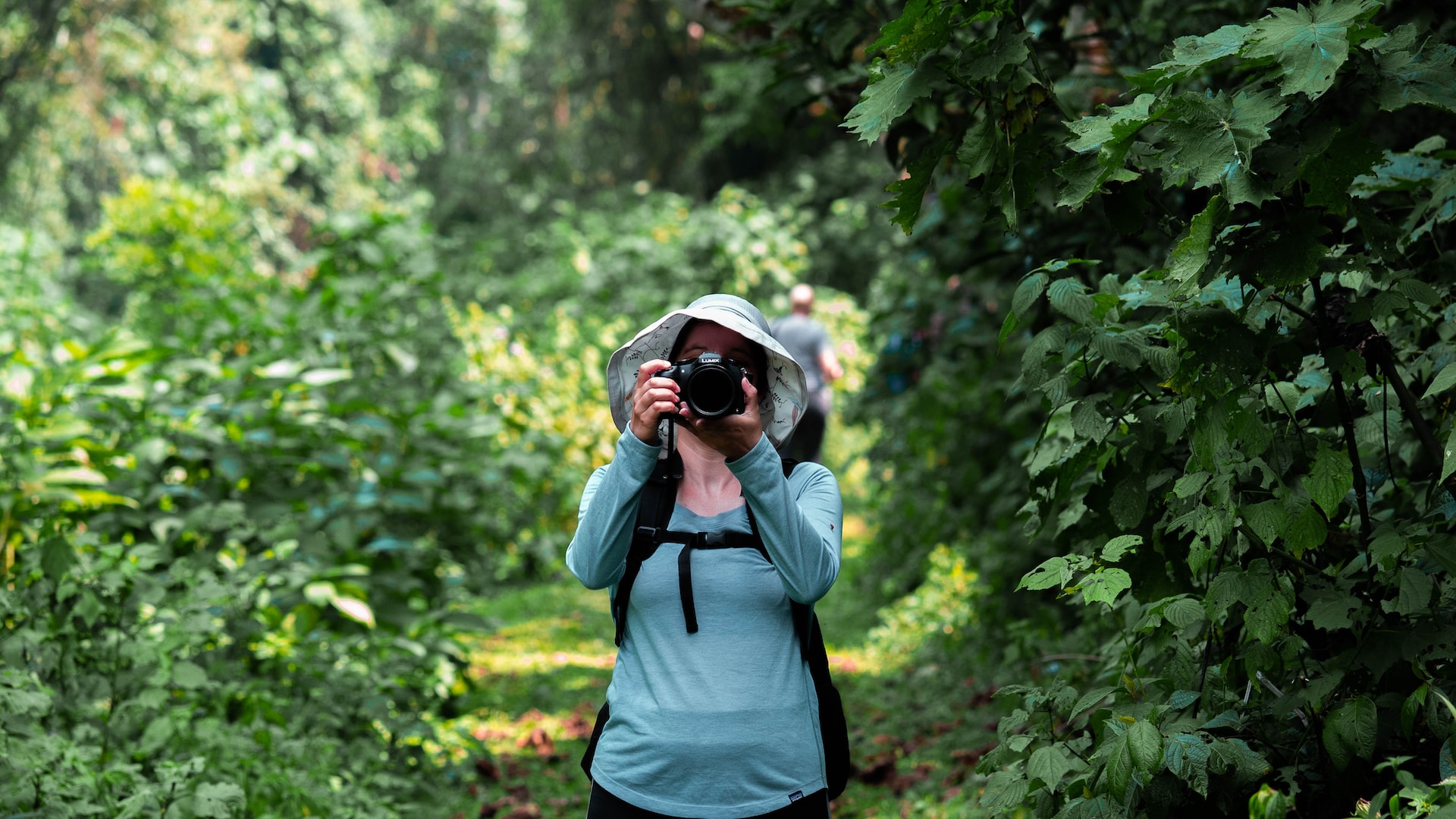 Lush rainforest in Bwindi Impenetrable National Park