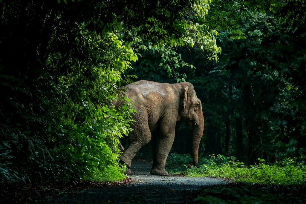 Wild Uganda Safari